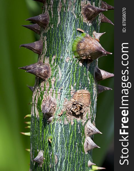 South American Silk floss tree having a trunk covered with prickles used to conserve water for dry weather. South American Silk floss tree having a trunk covered with prickles used to conserve water for dry weather.