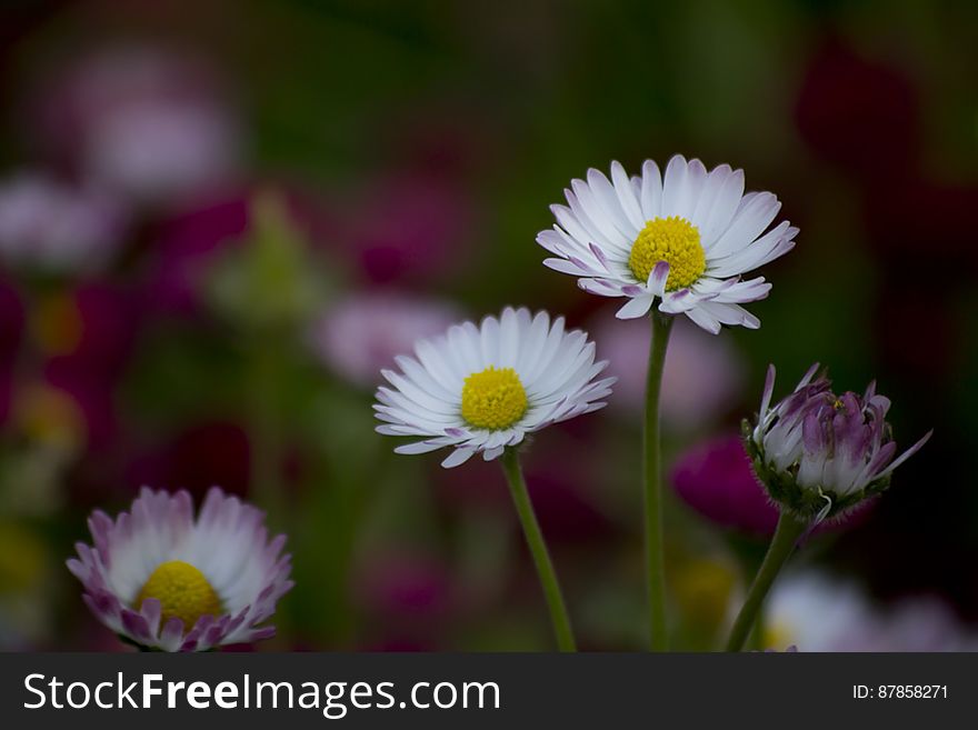 Daisies are sometimes called day&#039;s eye because they open petals at dawn and close them at night.