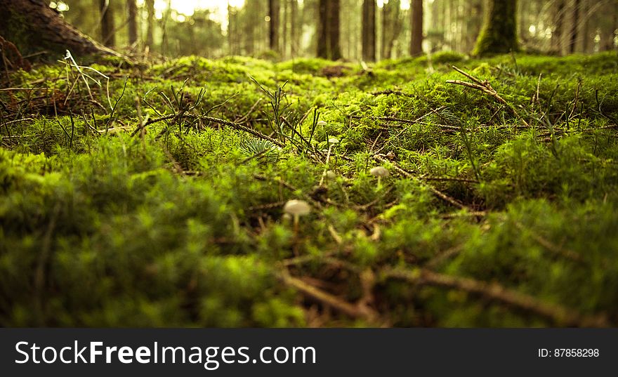 Scenic view of lush green moss on forest floor.