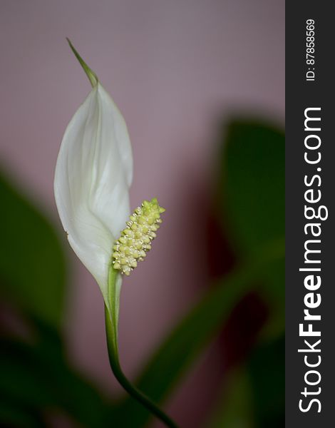 An attractive Spathiphyllum indoor plant.
