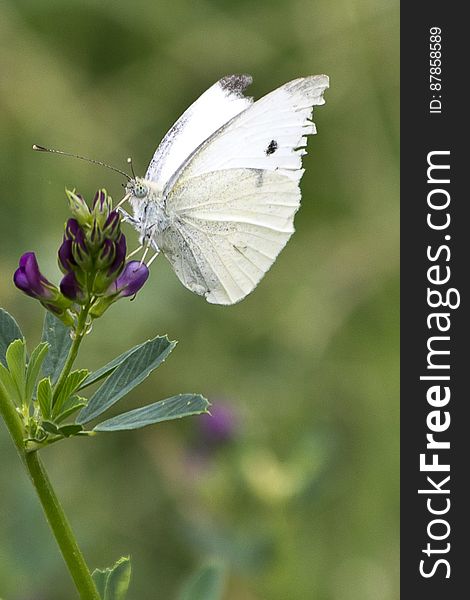 Also called Small Cabbage Butterfly, this insect has white-creamy wings with small black dots and it&#039;s considered a pest for cabbage crops. Also called Small Cabbage Butterfly, this insect has white-creamy wings with small black dots and it&#039;s considered a pest for cabbage crops.