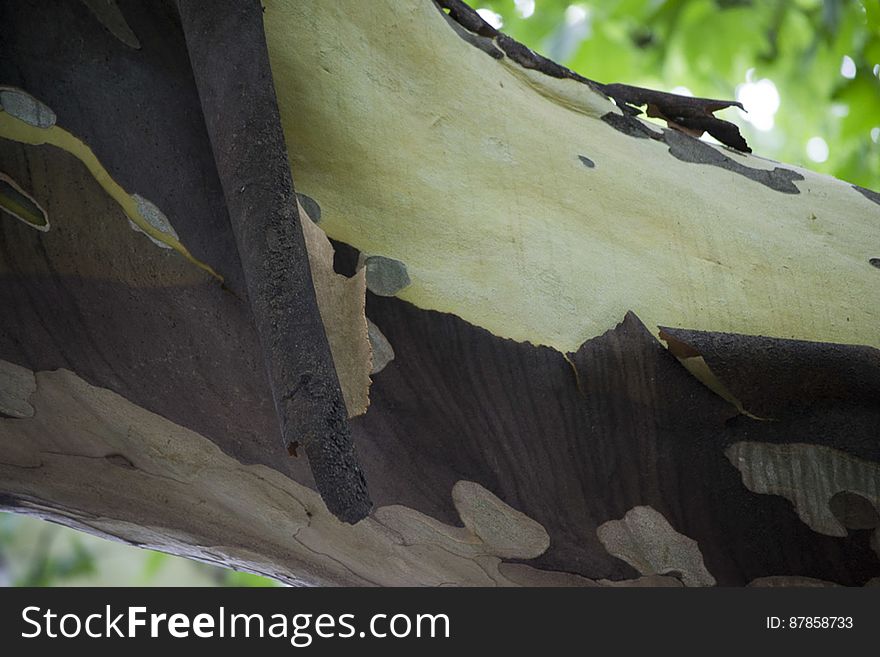 Picture of a sycamore tree shedding its bark, a natural process of mature trees.