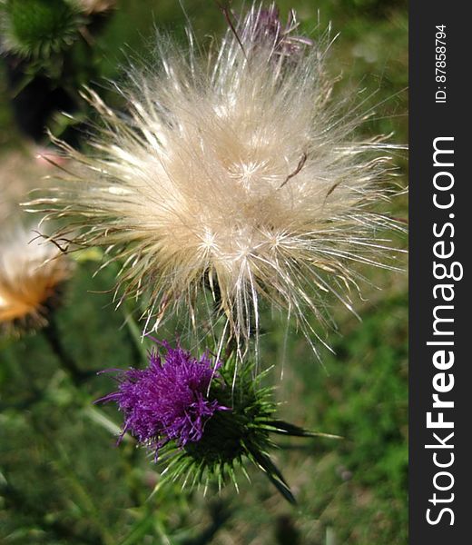 Thistledown-and-thistle-flower