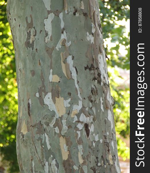 sycamore-tree-trunk