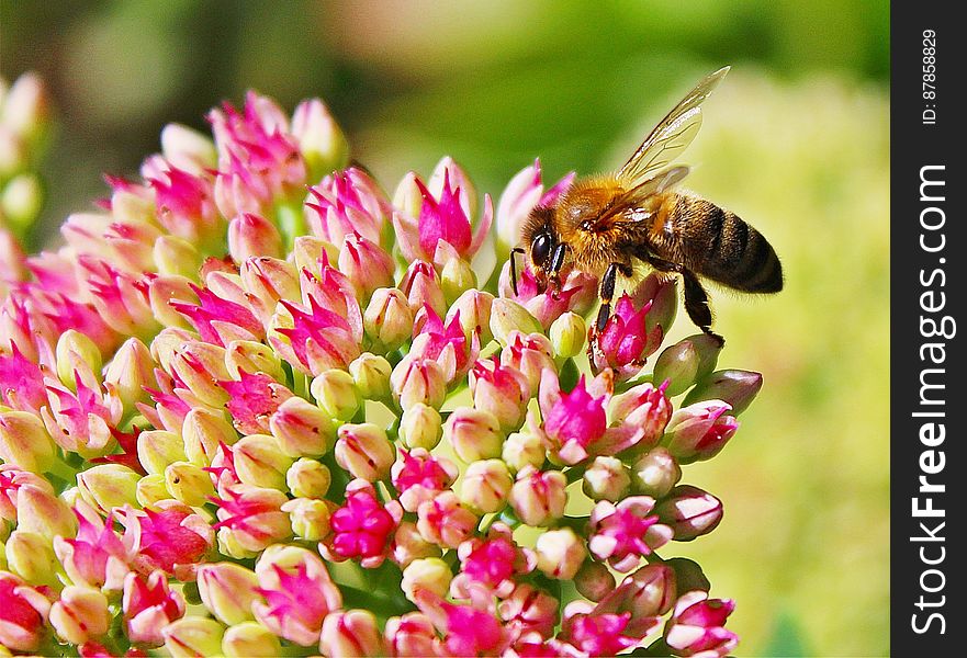 A close up of a bee pollinating pink flower buds. A close up of a bee pollinating pink flower buds.