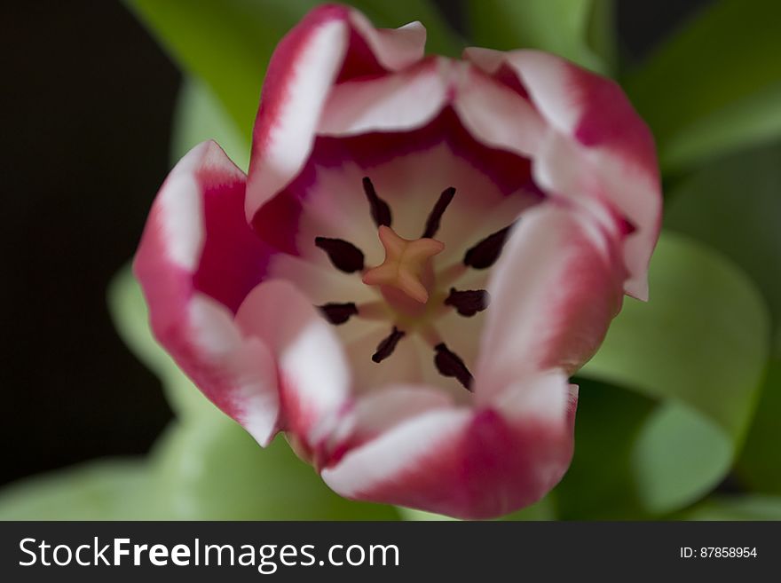 Exposed pistil and stamens of a pink tulip. Exposed pistil and stamens of a pink tulip