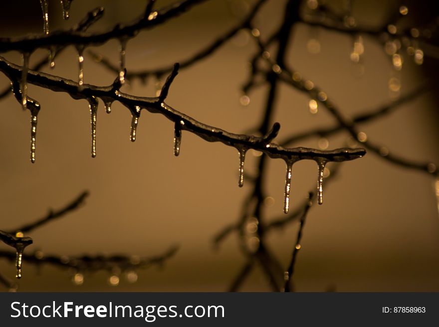 Tree-branch-frozen-on-winter-night