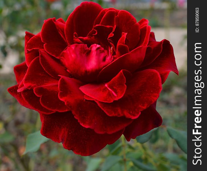 Velvety-red-rose