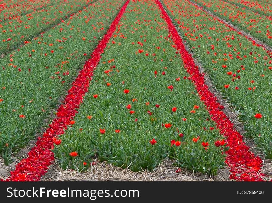 Tulip Fields In Keukenhof