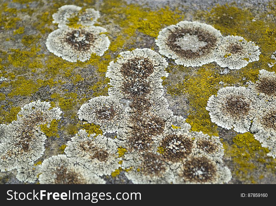 Brown fungus circles forming on stone wall mixed with bright yellow fungus patches. Brown fungus circles forming on stone wall mixed with bright yellow fungus patches.