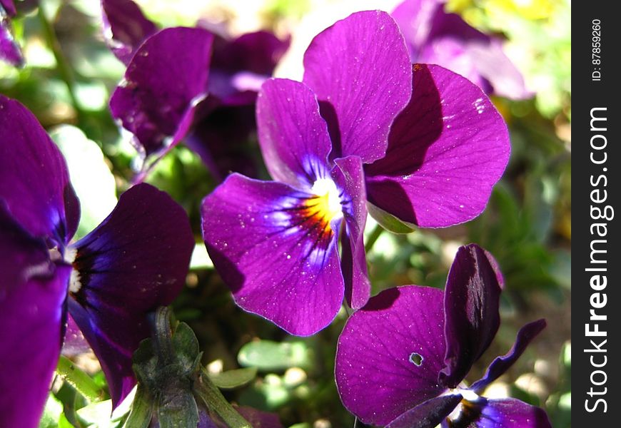 violet-pansy