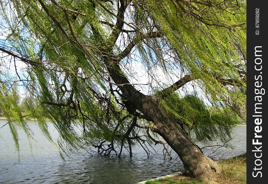tree-leaning-over-water