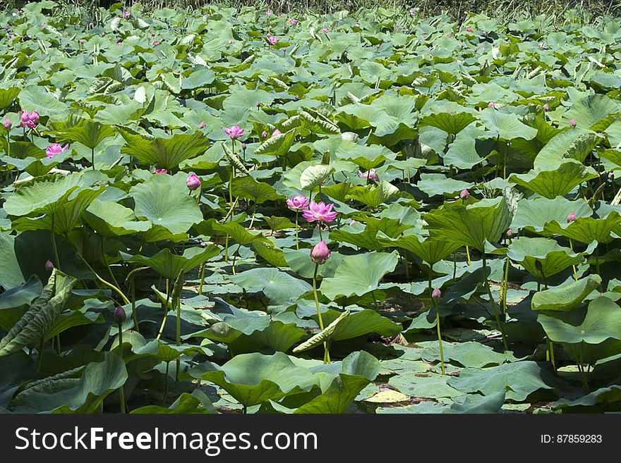 Pink water lilies covering pond. Pink water lilies covering pond.