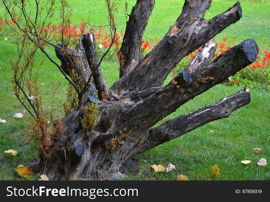trimmed-tree-branches