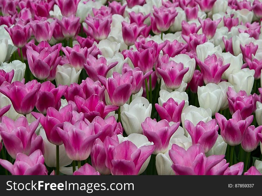 White and pink creamy tulips