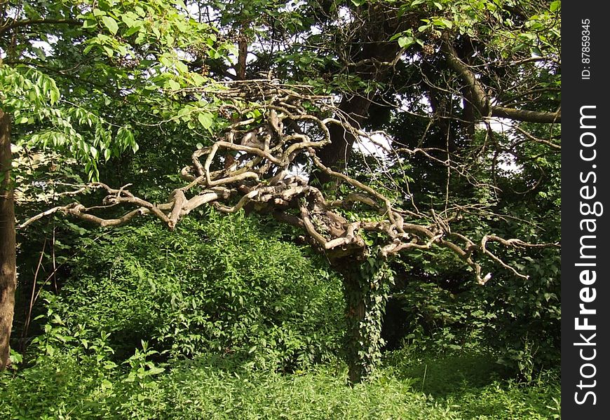twisted-trunk-of-a-tree