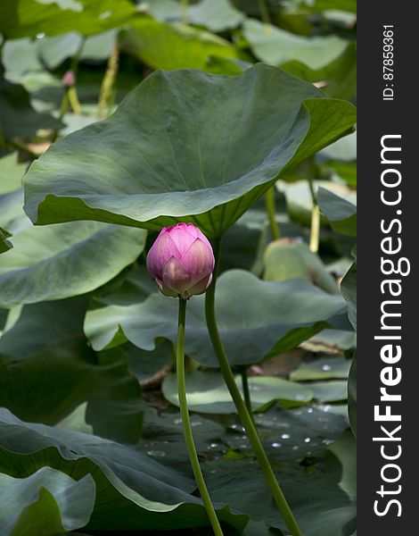 An invasive species in Europe, the pink indian water lily has beautiful flowers and big leaves, making them great ornamental plants. An invasive species in Europe, the pink indian water lily has beautiful flowers and big leaves, making them great ornamental plants