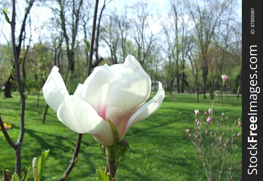 white-magnolia