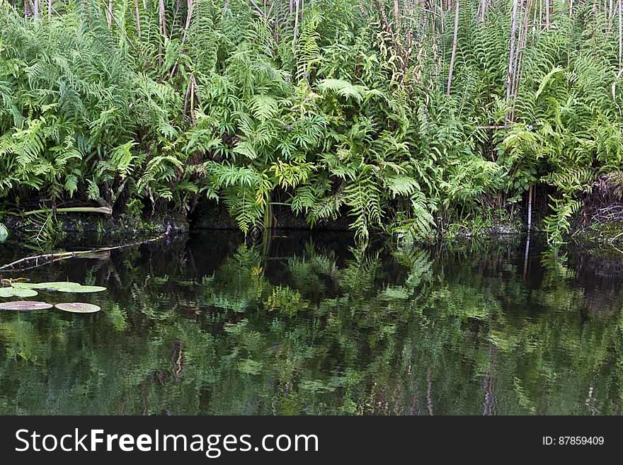Vegetation Reflecting On River Surface