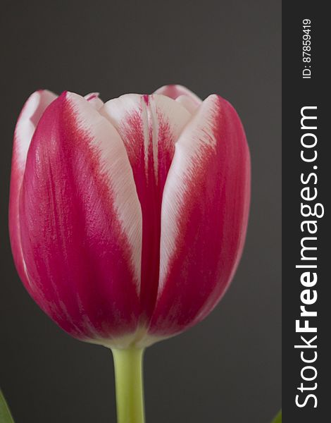 Pink And White Tulip