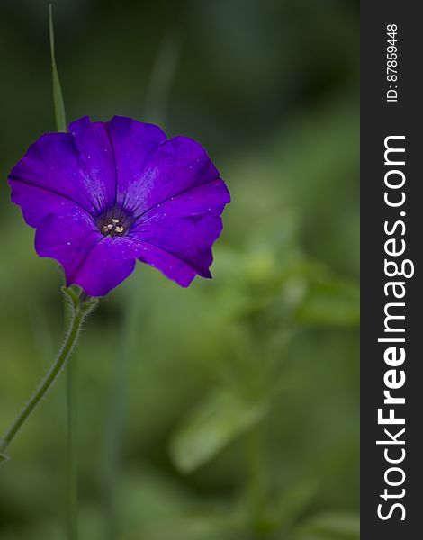 A herbaceous plant, the Morning Glory is considered a weed but produces elegant and attractive flowers.