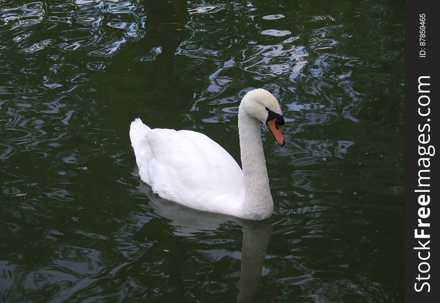 White-swan