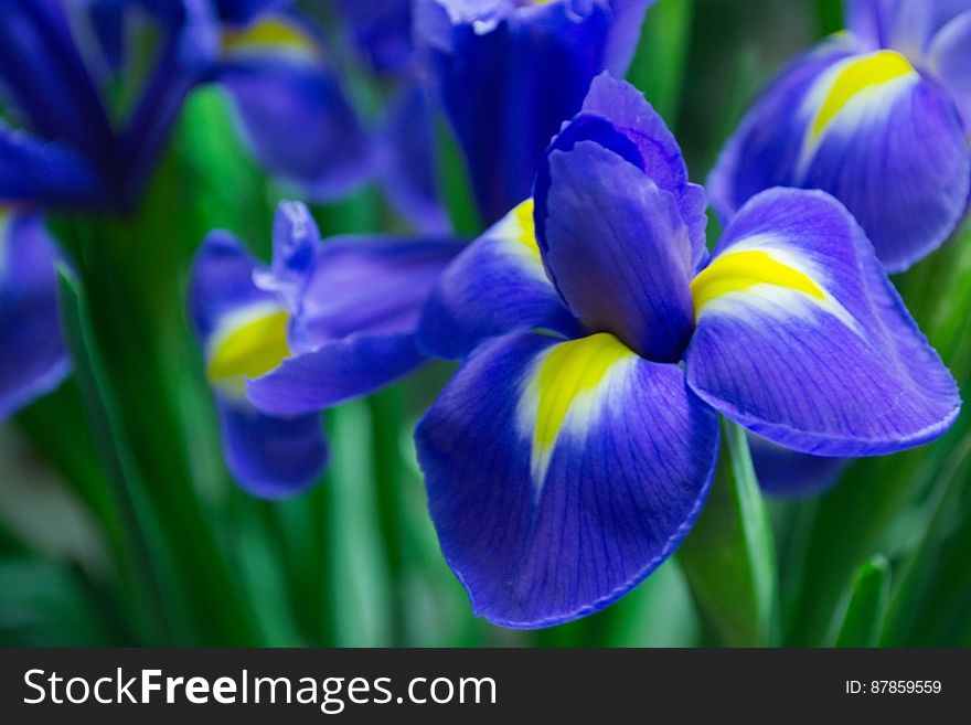 violet-iris-petals