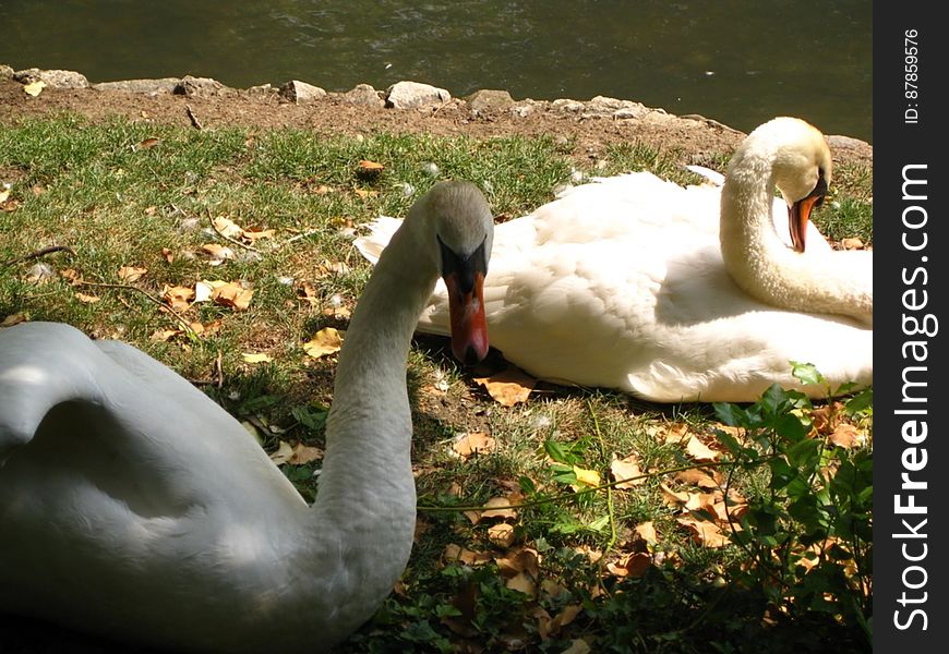 white-swans-resting-on-ground