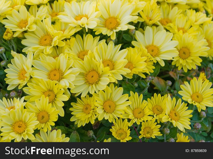 yellow-chrysantemums