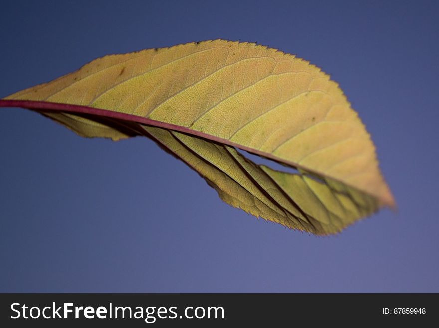 yellow-cherry-tree-leaf-against-sunset-sky
