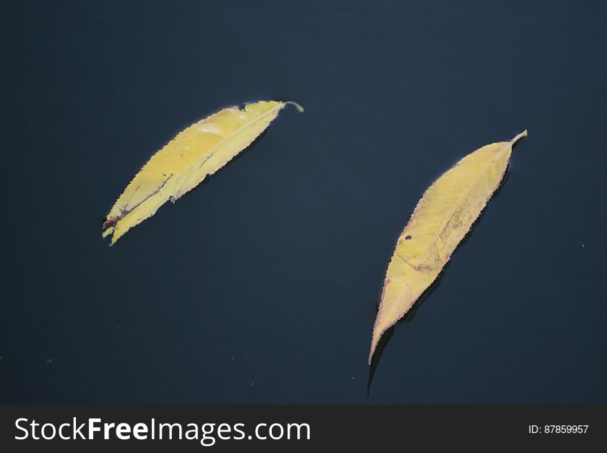 yellow-willow-leaves-floating-on-still-water