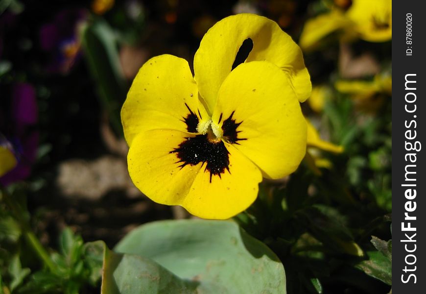 Yellow-pansy