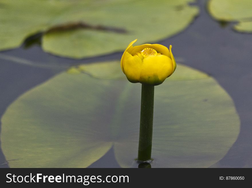 This water lily produces a single yellow flower held above water which covers a bottle shaped fruit. This water lily produces a single yellow flower held above water which covers a bottle shaped fruit.