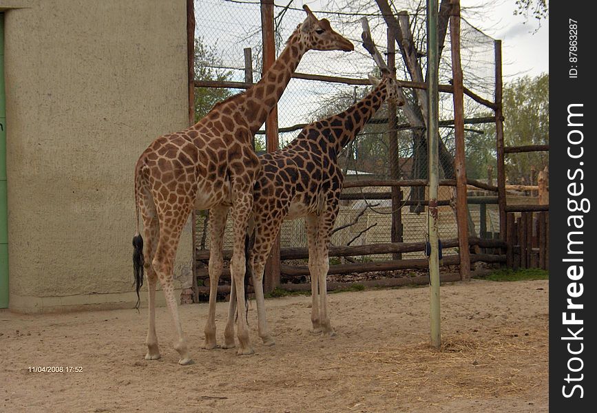 giraffes