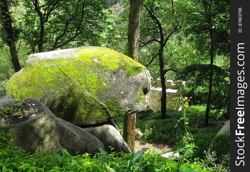 moss-covered-rock