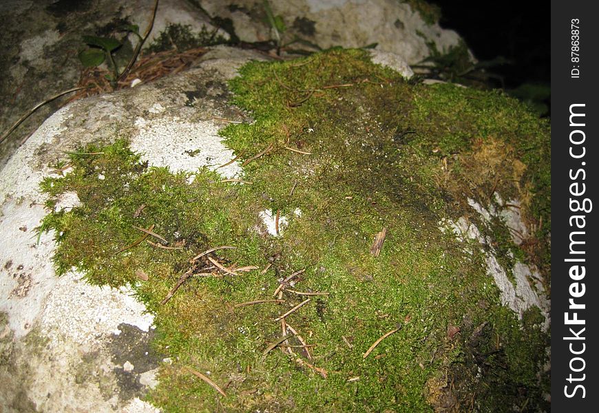 moss-growing-on-rock