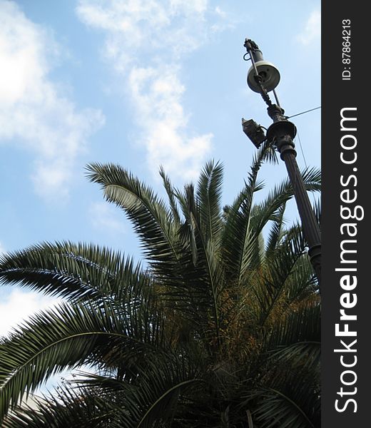 palm-tree-next-to-lamp-post