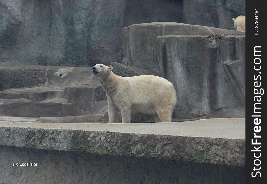 polar-bear-sniffing