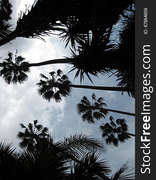 row-of-palm-trees