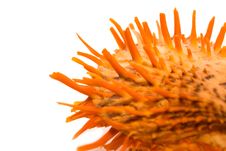 Spiky Shell Stock Photos Spiky Shell Stock Photos