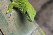 Gecko Close Up Stock Photos Gecko Close Up Stock Photos