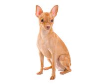Toy-terrier. Stock Images