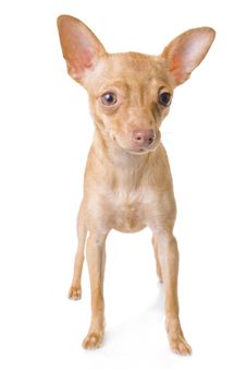 Toy-terrier. Royalty Free Stock Image
