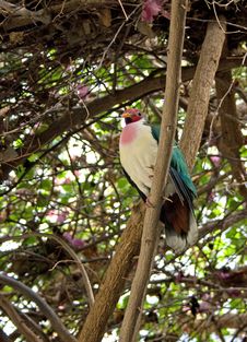 A Bleeding Heart Dove Stock Photography A Bleeding Heart Dove Stock Photography