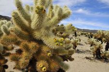 Cholla Garden In National Park Royalty Free Stock Photography Cholla Garden In National Park Royalty Free Stock Photography