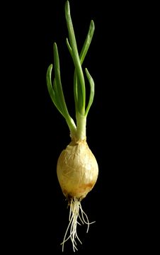 Green Onions Is Germinate Royalty Free Stock Images Green Onions Is Germinate Royalty Free Stock Images