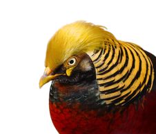 Golden Pheasant Closeup Isolated Stock Photography Golden Pheasant Closeup Isolated Stock Photography