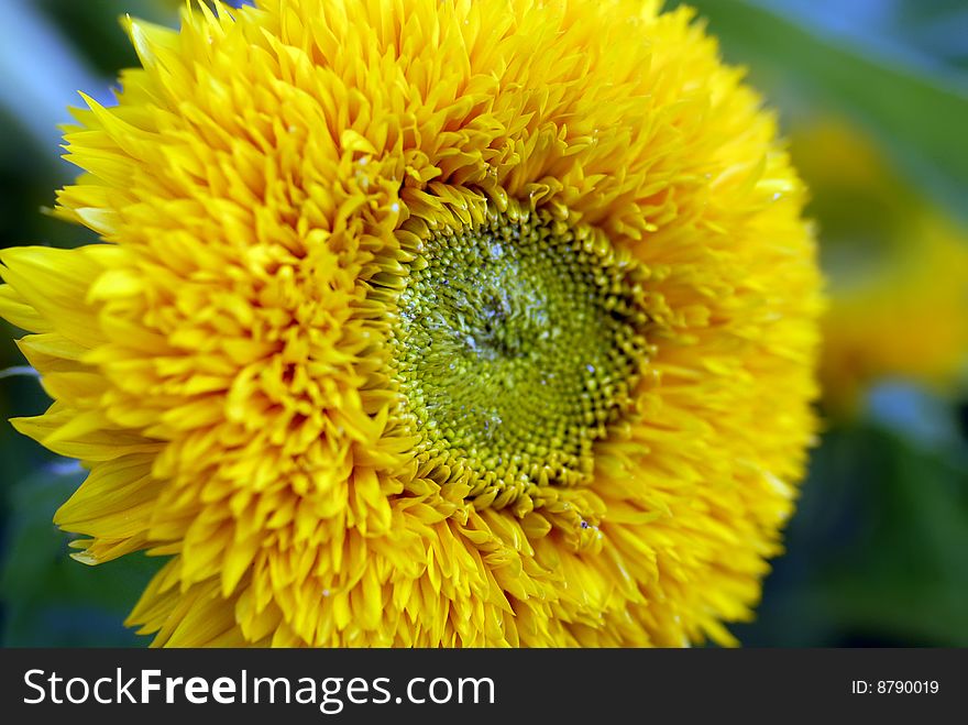 Beautiful yellow decorative Sunflower petals closeup