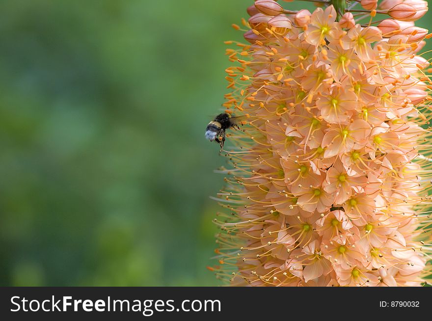 Flying bumble bee, day shot