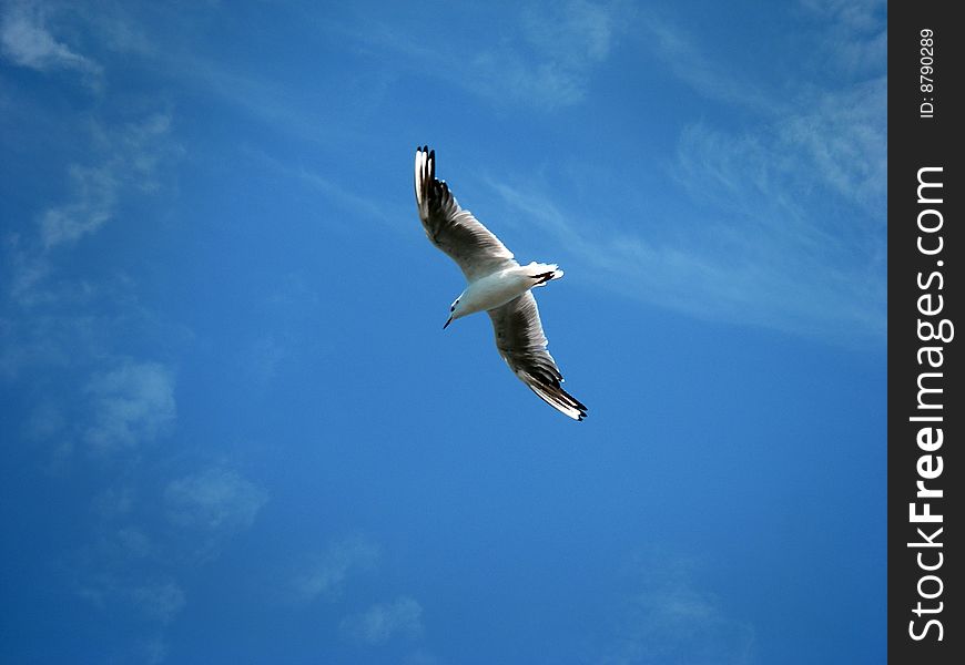 A flying gull captured from below.